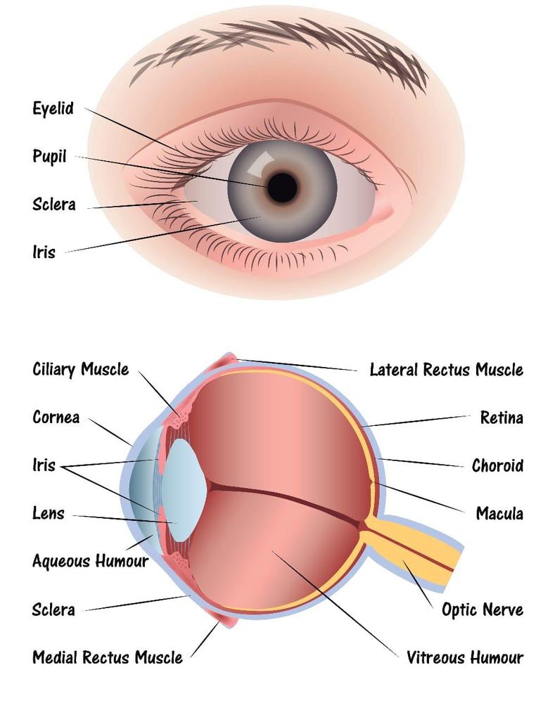 Honey Color Extended Wear Lenses 14.2mm Base